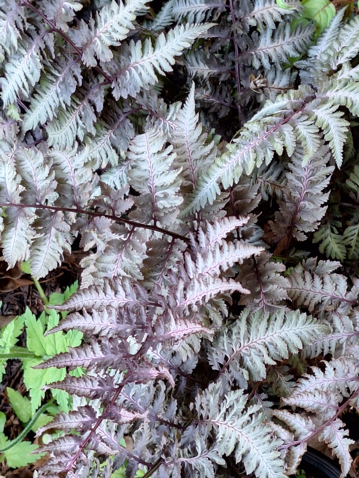 LADY FERN ‘REGAL RED’ 1000 SPORES (SEEDS*) FILIX FEMINA NIPONICUM, COLD HARDY