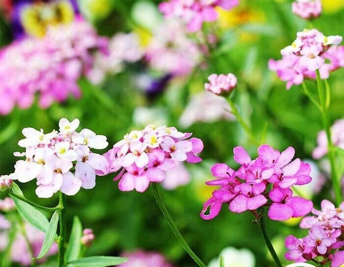 Iberis (Candytuft) Seeds – Empress Mixture_Heirlooms. 500mg