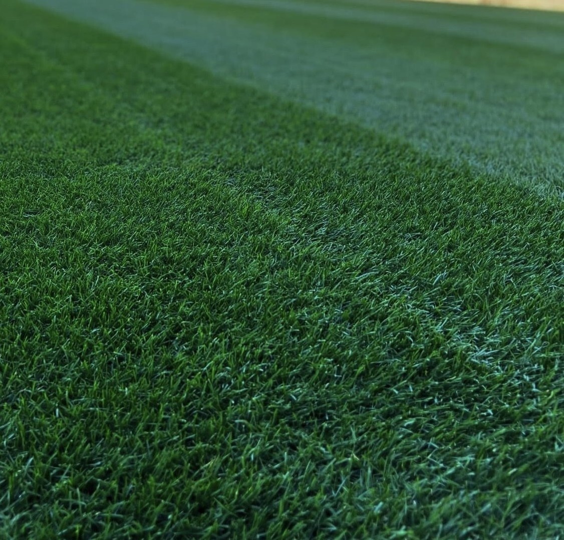 Midnight Kentucky Bluegrass 240,000 Seeds – USA SELLER FREE SHIPPING!