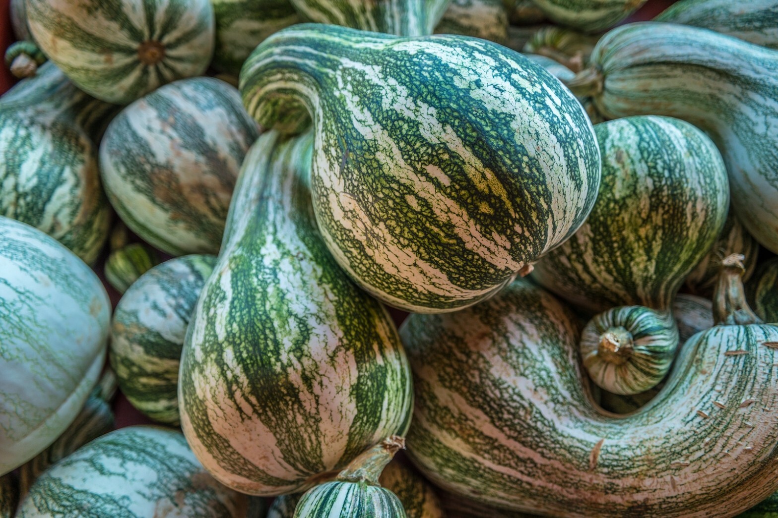 GREEN STRIPED CUSHAW PUMPKIN SEEDS 10+ squash GOURD vegetable