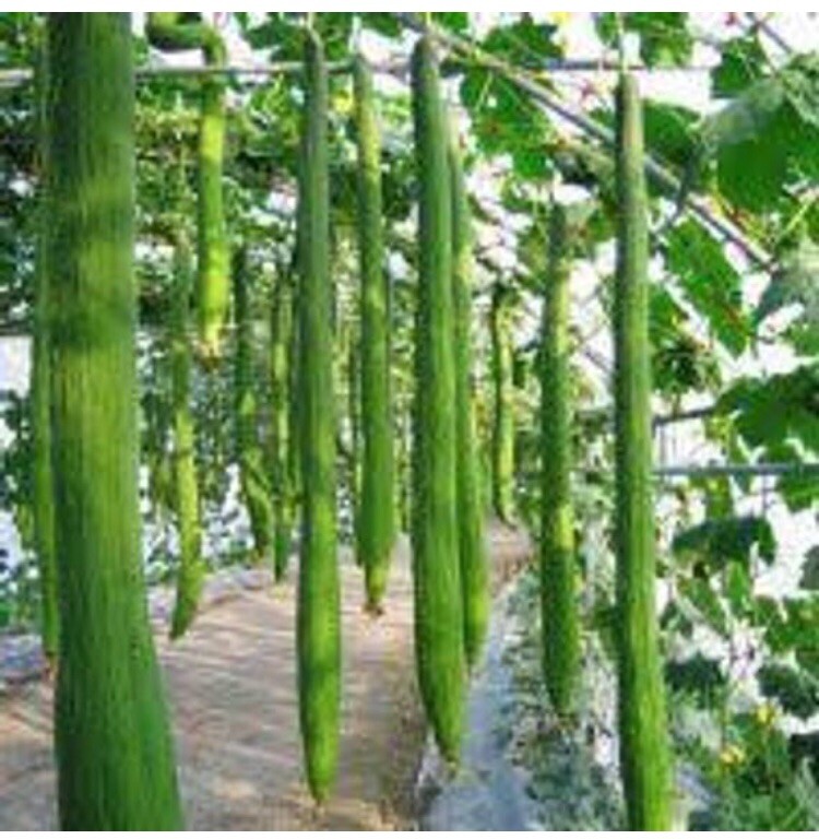 20 Extra Long Smooth Luffa Gourd seeds; 特長絲瓜; muop huong; Thai/Chinese Okra