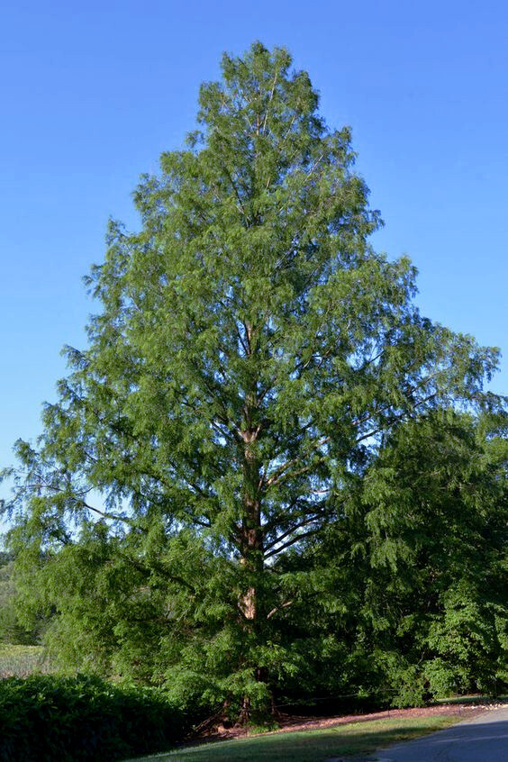 Dawn Redwood Tree Seeds (Metasequoia glyptostroboides) Fast Hardy Bonsai Plant