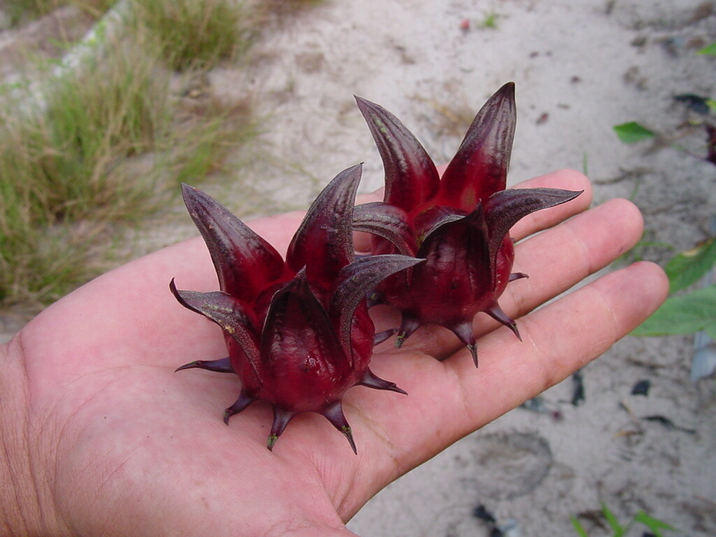 50 Roselle Seeds Asian Sour Leaf Hibiscus sabdariffa Free Shipping