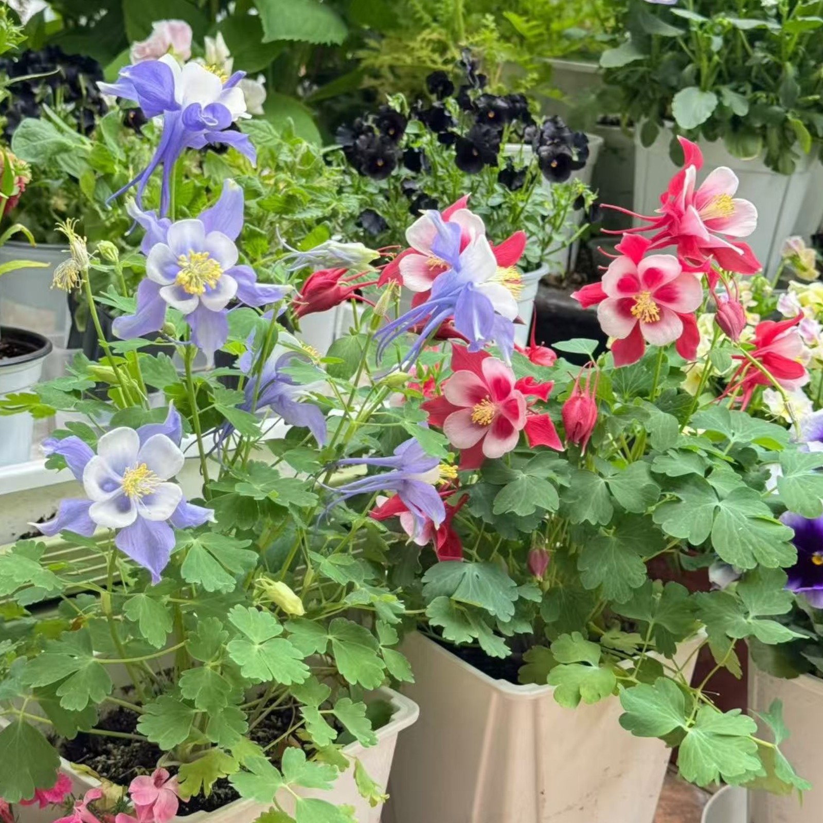 1000 Blue & White Columbine Seeds – Elegant Bi-Color Blooms for Shade Gardens