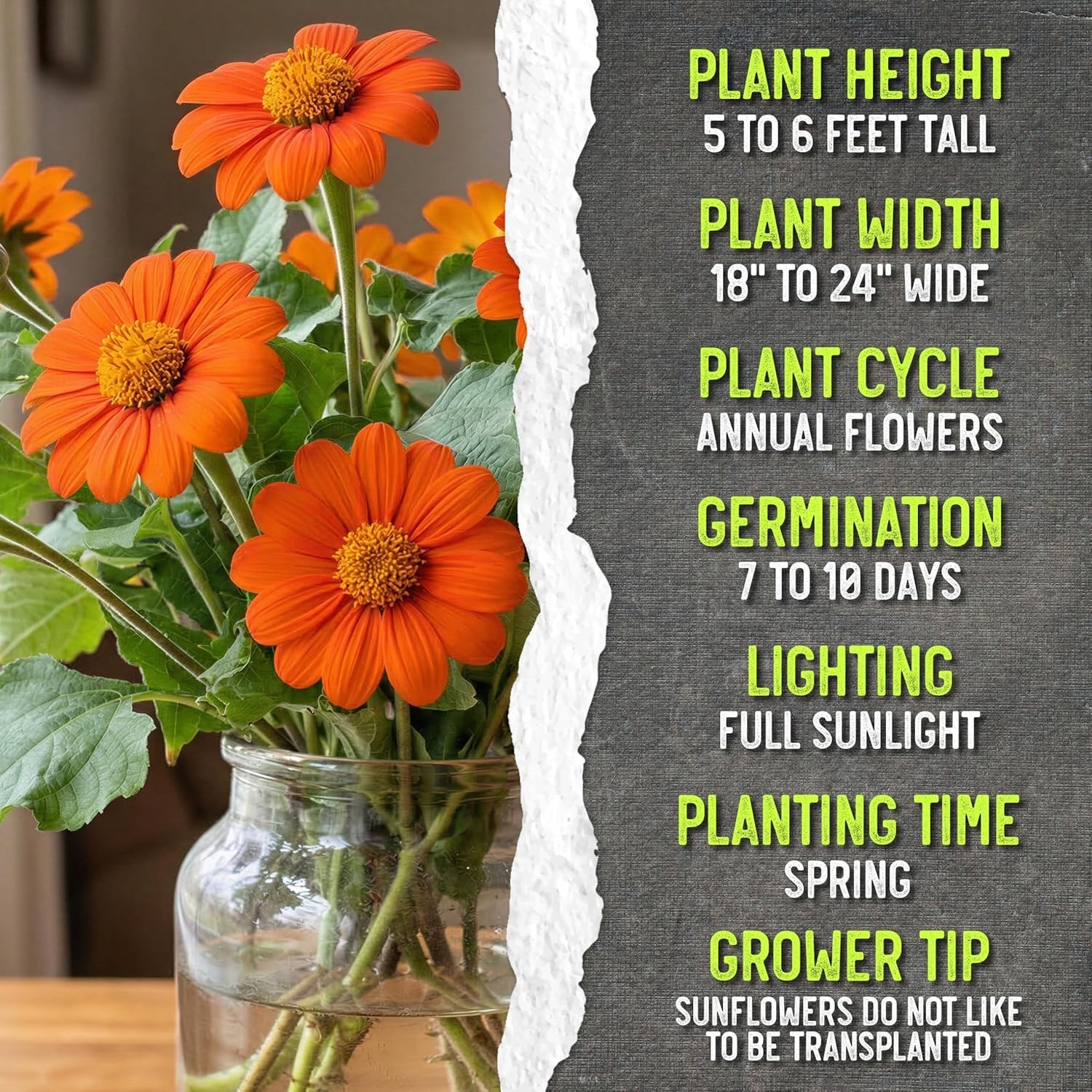 Mexican Sunflower Seeds – Heirloom Tithonia for Butterfly Gardens – 1 Pack