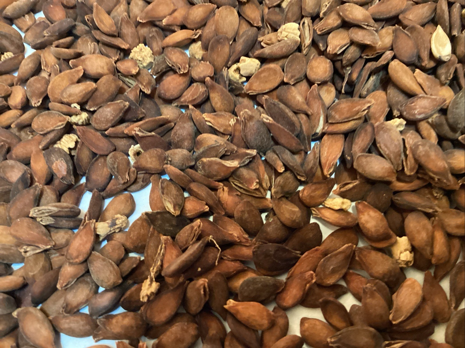 Bartlett Pear Tree Seeds (PYRUS COMMUNIS BARTLETT)