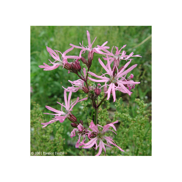 Lychnis Flos – Cuculi Nana seed