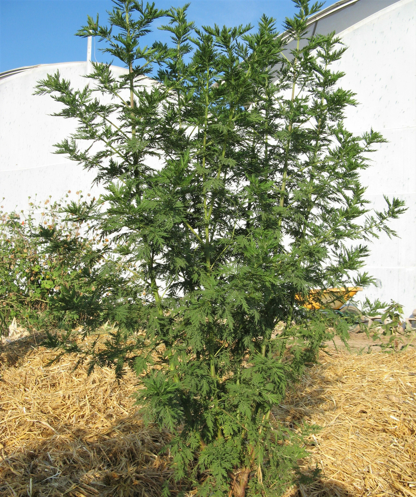 1000 SWEET WORMWOOD Artemisia Annua Sweet Annie Mugwort Sagewort Herb Seeds