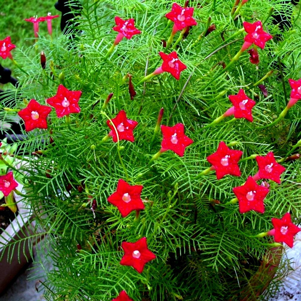 20 STAR GLORY SEEDS Cardinal Creeper Vine Flower Plant Butterflies Hummingbirds