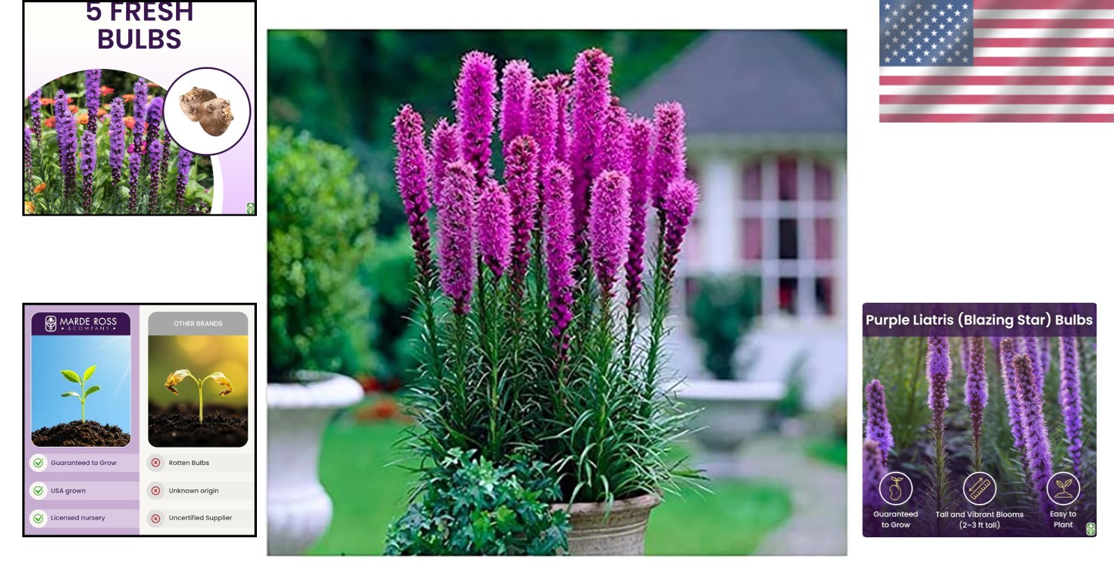 Liatris Spicata – Perfect for Borders