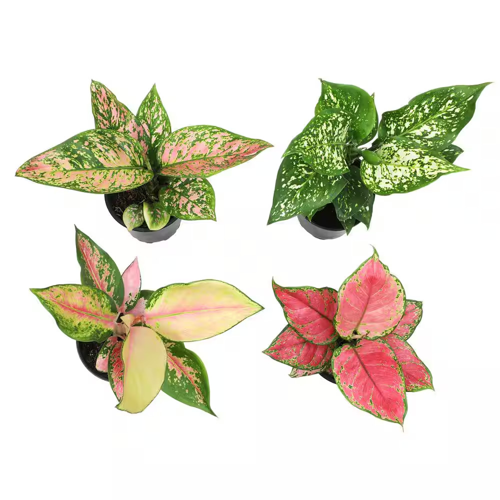 4.25 In. Aglaonema Assorted Houseplants (4-Pack)