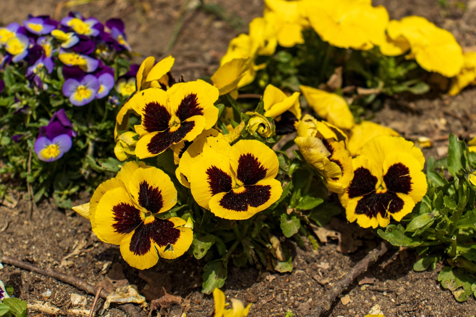 50 YELLOW & BROWN PANSY VIOLA Violet Flower Seeds *Flat S/H