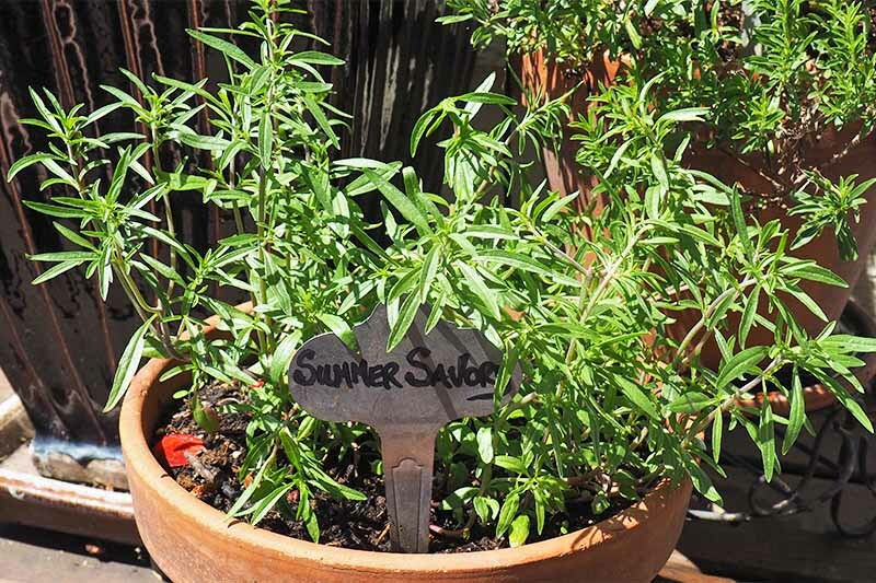 SUMMER SAVORY 300+ SEEDS ORGANIC CULINARY HERB (Satureja Hortensis)