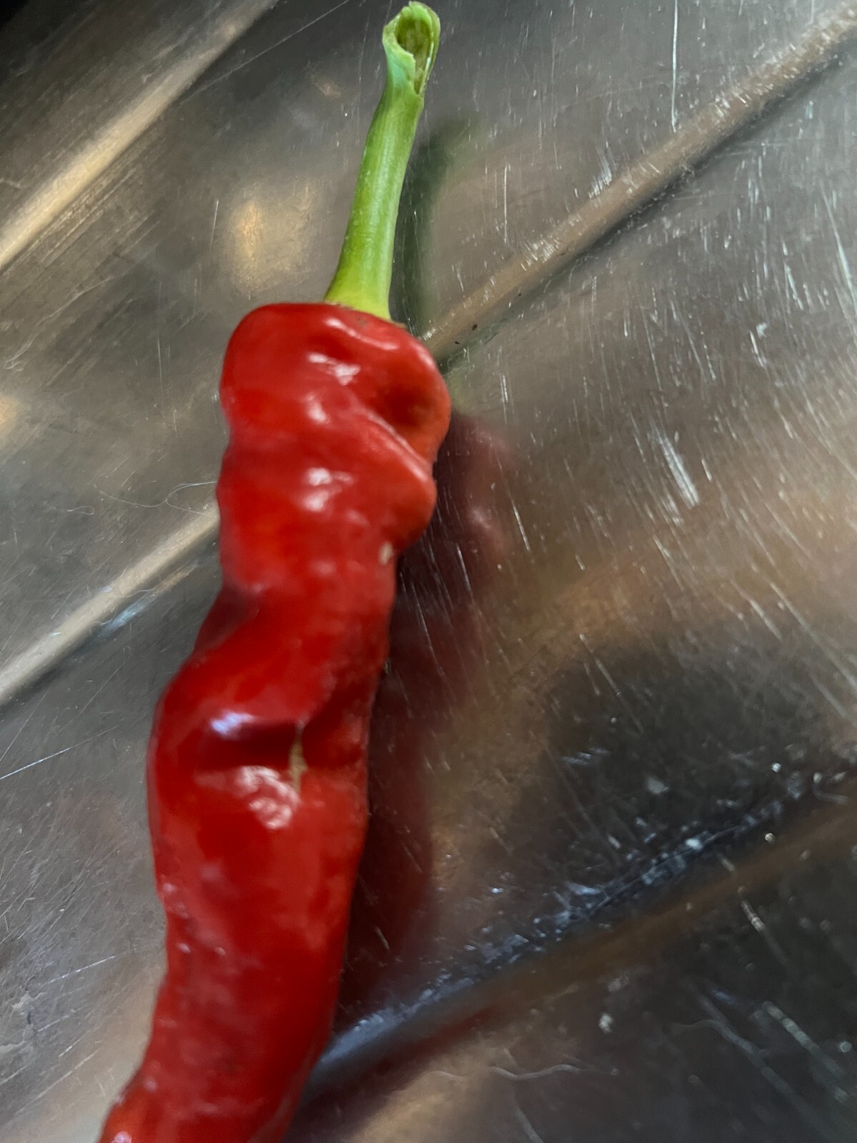30 Count Cayenne Long Slim Red Pepper Seeds NON-GMO