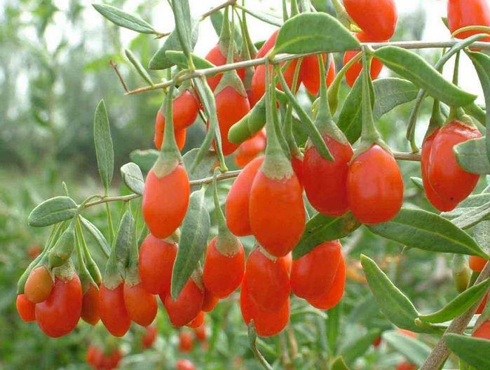 Goji Berry, Lycium chinense, Shrub Seeds