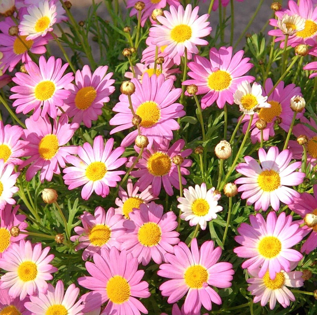 Pyrethrum SeedsTanacetum Chrysanthemum Painted Daisy Fresh Garden Seeds Heirloom