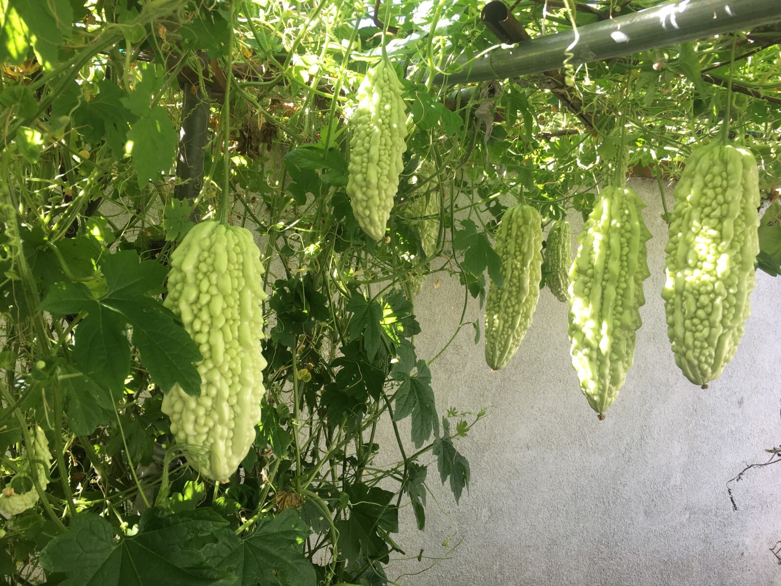 10 White Skin Bitter Gourd seeds Bitter melon Seeds Ku Gua Seeds Asian Vegetable