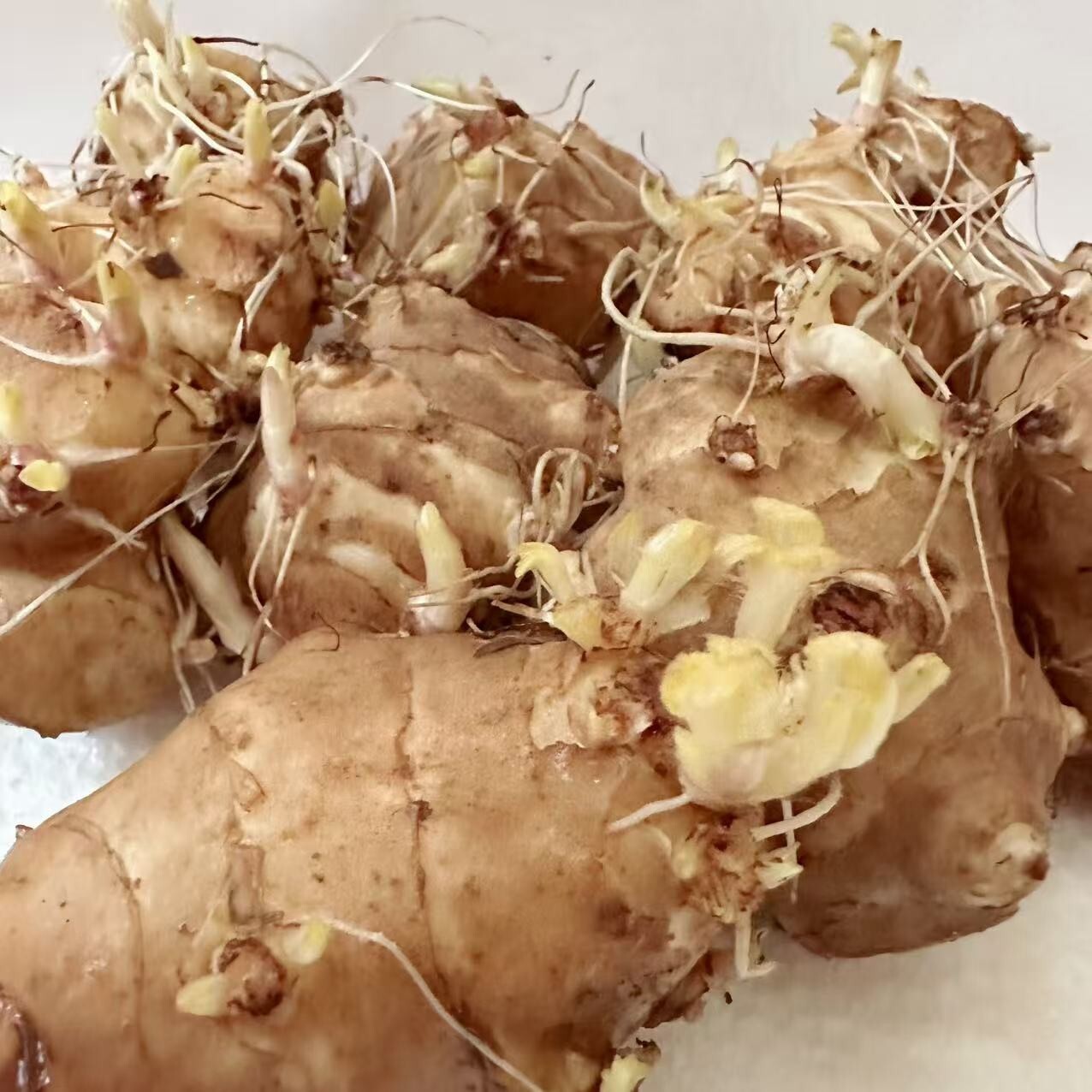 4lbs Jerusalem Artichokes AKA Sunchokes; Sunroot; Wild Sunflower