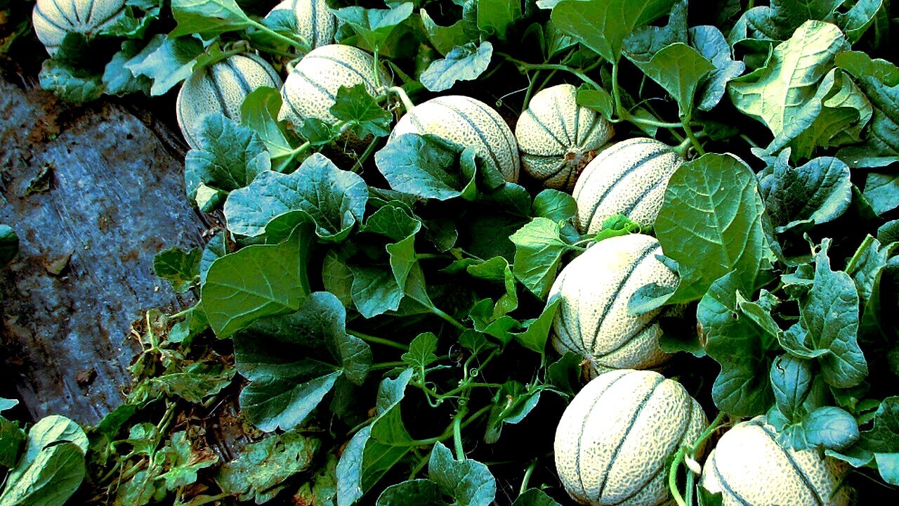 20 Charentais Melon Cantaloupe Seeds NON~GMO Organic Garden French Hybrid Plant