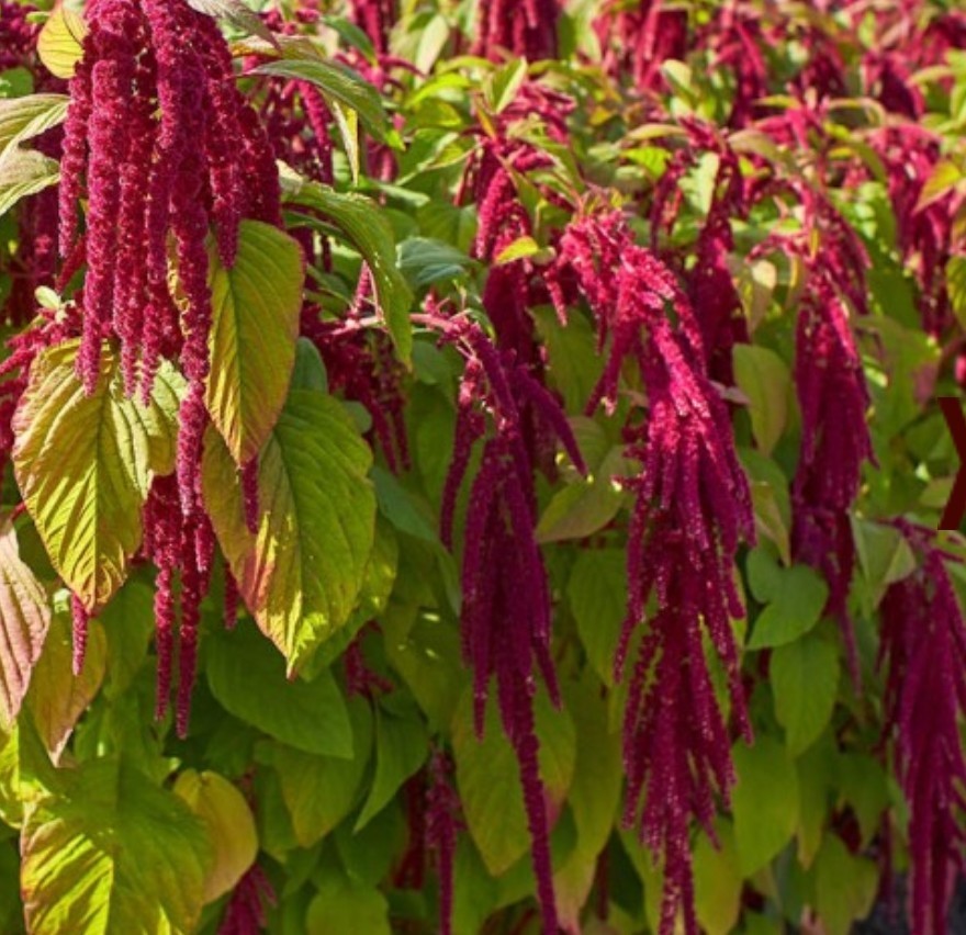 400+ Red Love Lies Bleeding Seeds **Fresh Seeds** ~~Free Shipping~~