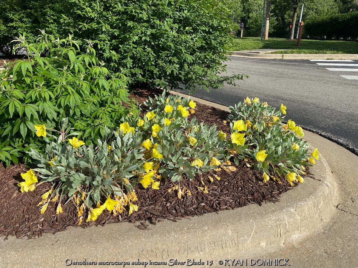 BULK SEEDS!…Oenothera macrocarpa…Silver-leaf Missouri Primrose…QTY/bag=100