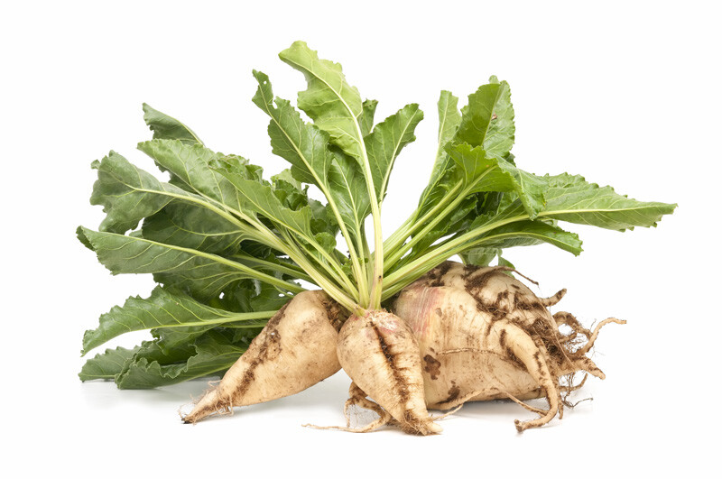 Sugar Beet Seeds 100 Ct Vegetable Garden NON-GMO HEIRLOOM USA FREE SHIPPING