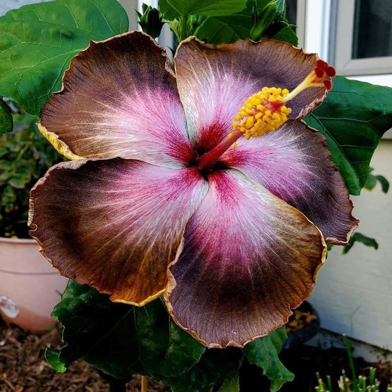 30+ Mix Exotic Hibiscus Seeds for Planting Perennial Outdoor Garden Flowers
