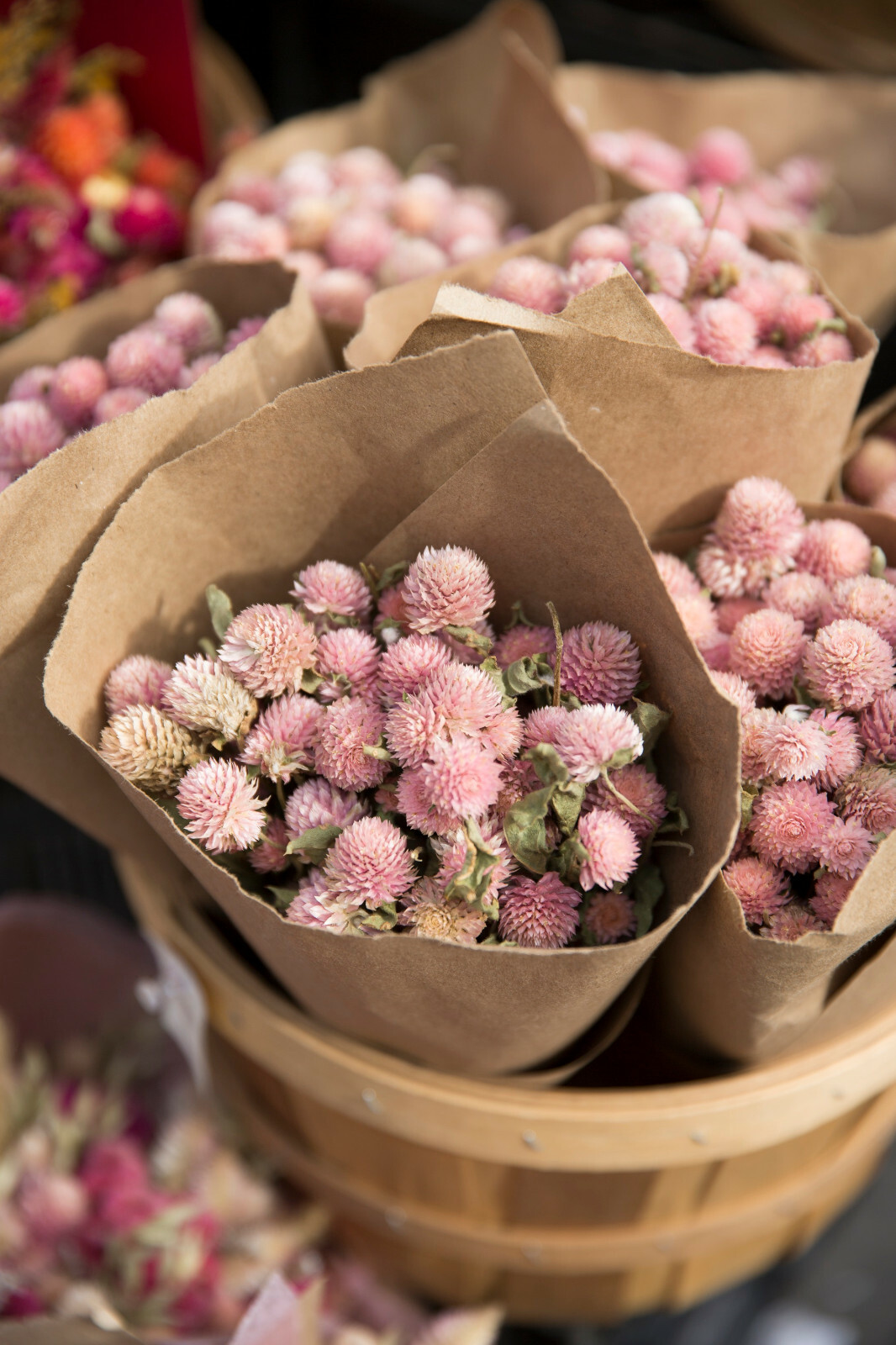 3,500+ MEDICINAL SEEDS: Alsike Pink Clover Herb Flower EASY, BULK, FREE SHIPPING