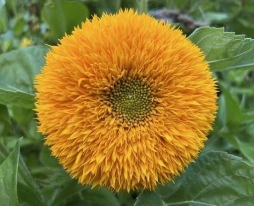 Sunflower “Teddy Bear” – 50 Seeds – Attracts Birds/Butterflies