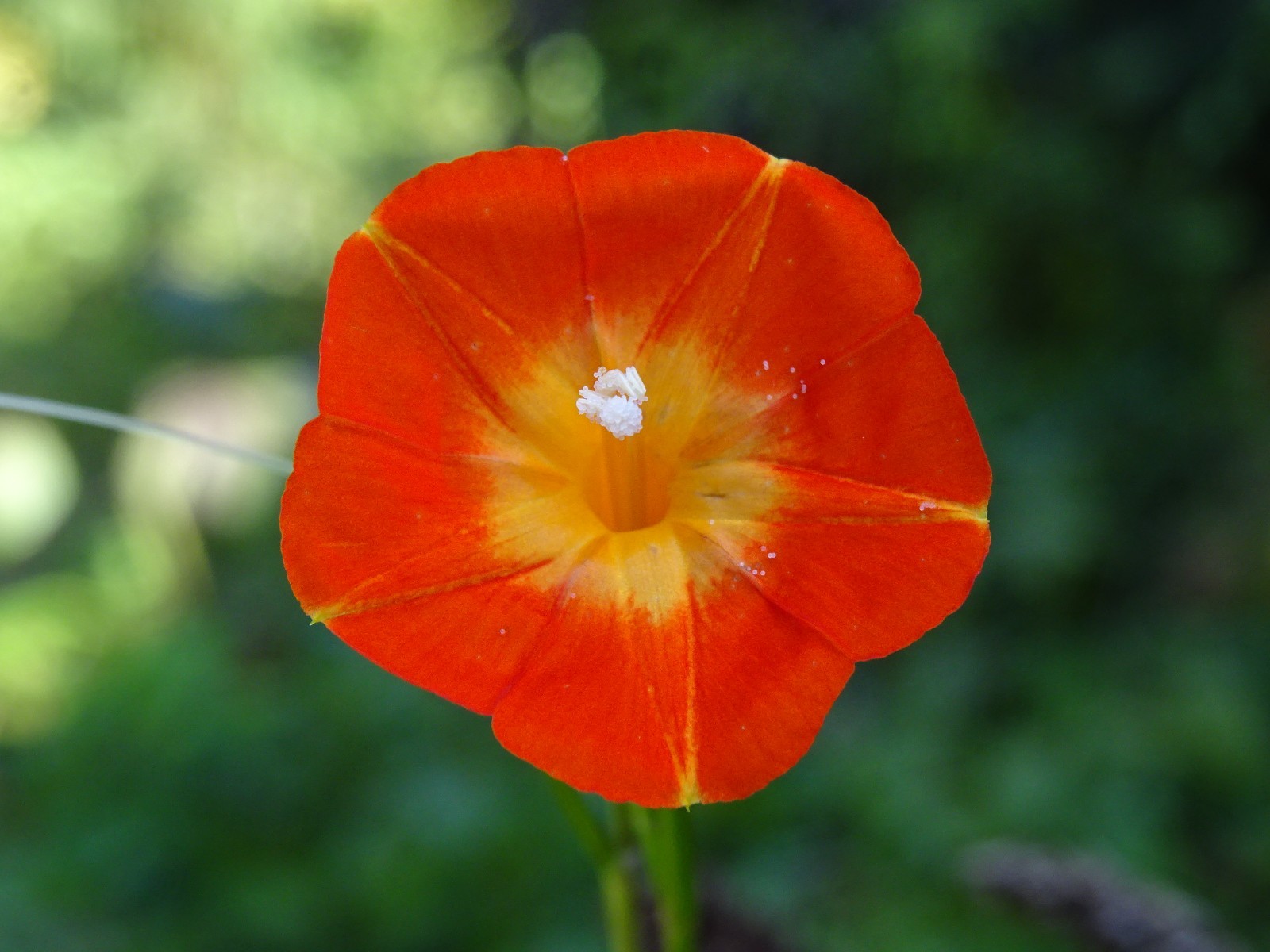 Native Morning Glory Ipomoea Coccinea ORANGE NOAH Hummingbird Vine Seeds 2023