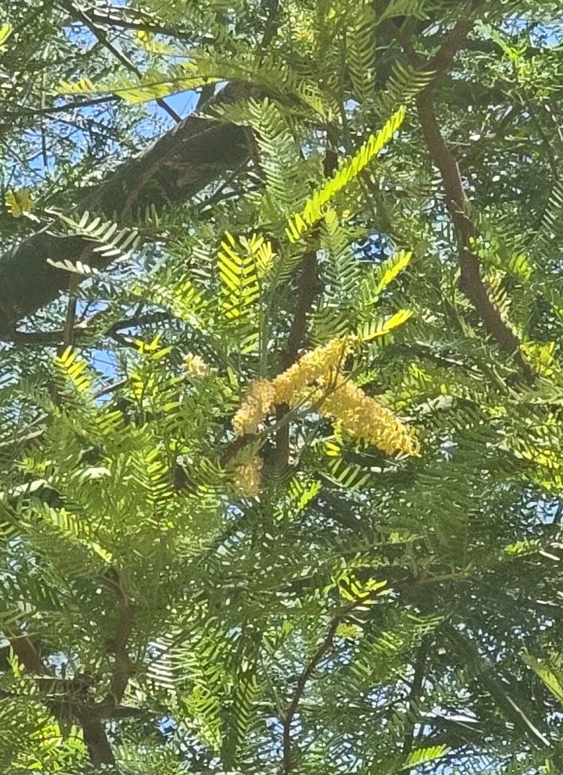 Hybrid Mesquite Tree Pods, Neltuma x: (9) Fresh 2025 Seed Pods