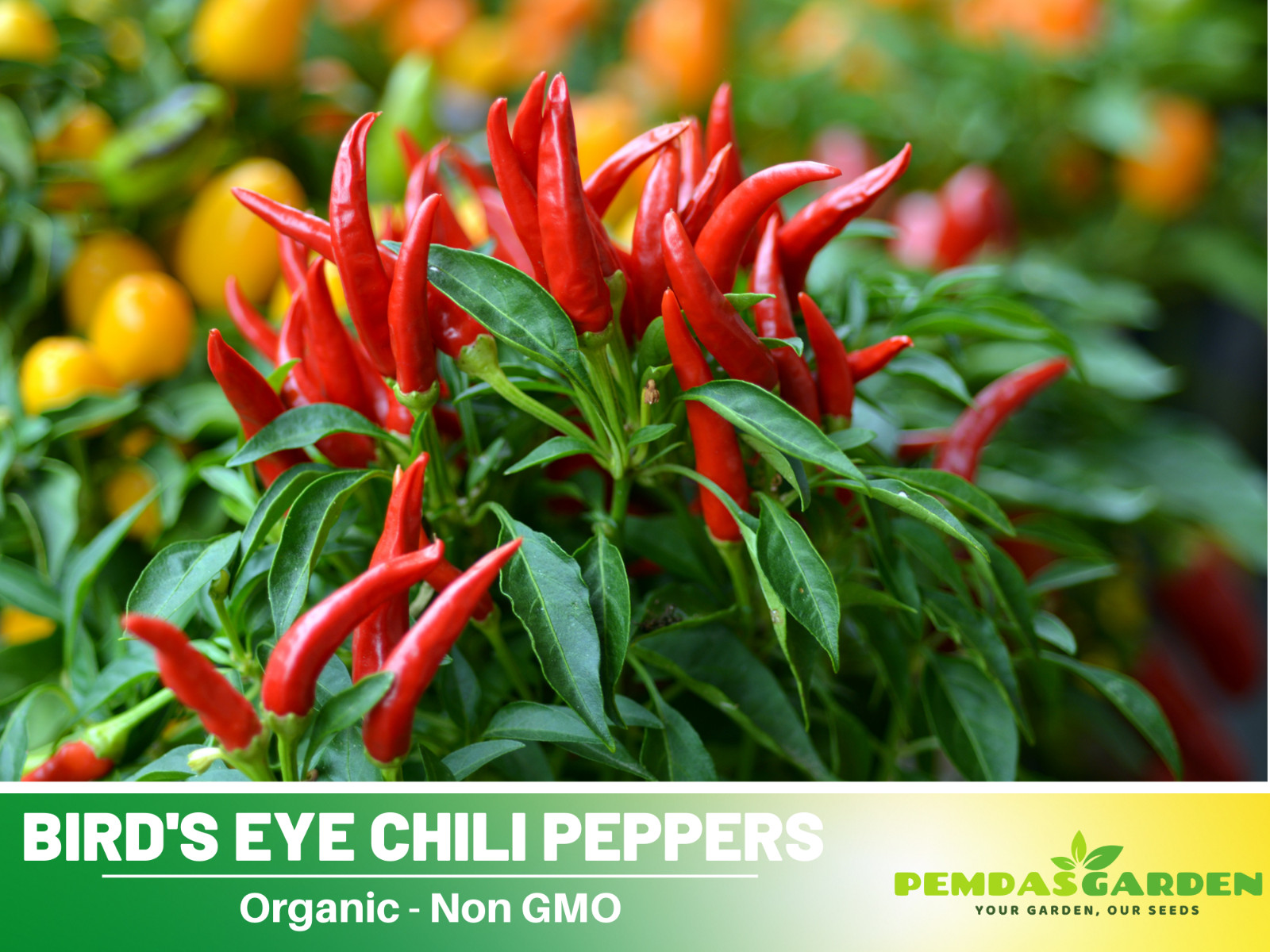 35 Seeds| Bird’s Eye Chili Peppers (Thai) Seeds#6039