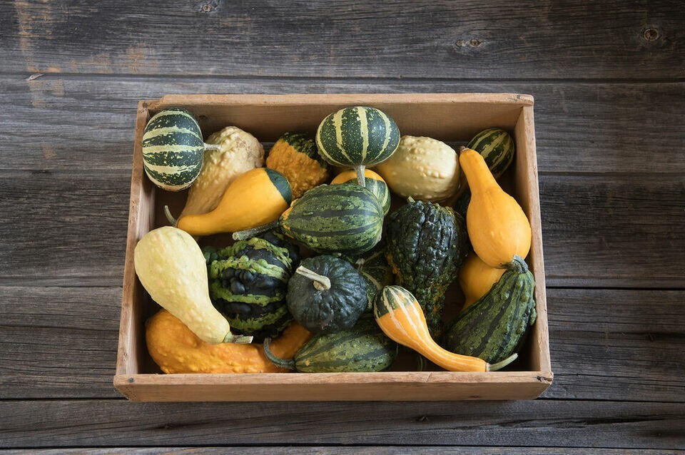 60+ Small Ornamental Gourd Mix Seeds – Heirloom – NON GMO – FRESH