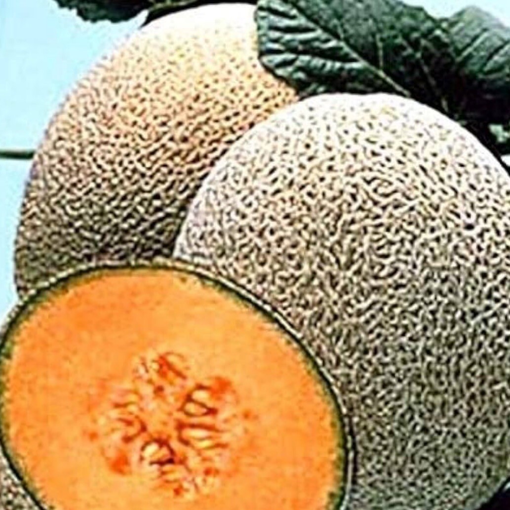 Hales Best Jumbo Cantaloupe, 25+ Seeds. Heirloom~Organic. USA, free shipping.