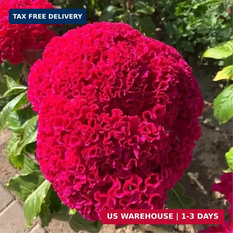 Mixed Cockscomb Seeds (Celosia Cristata) – 300 Pcs Annual, Heat & Drought Tolera