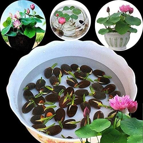 10pcs Pre-Sprouted Mixed Color Bonsai Bowl Lotus Aquatic Plants Ready to Thrive