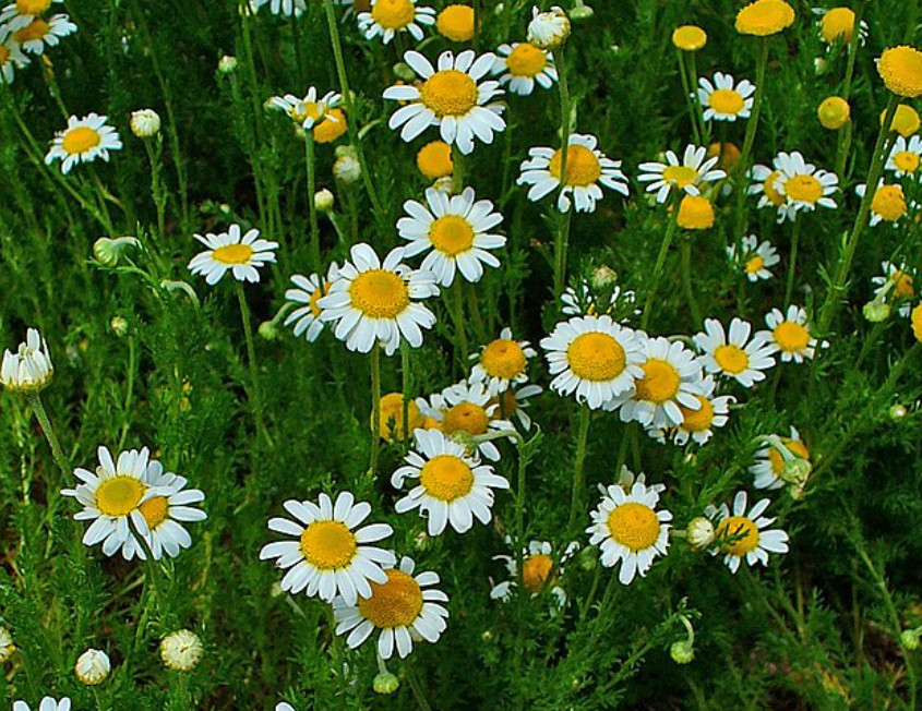 German Chamomile Seeds Medicinal Herb Seeds Calming Tea