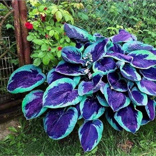 Hosta Seeds Blue and Black (300+ Seeds),Hosta Seeds Blue Perennial for Planting