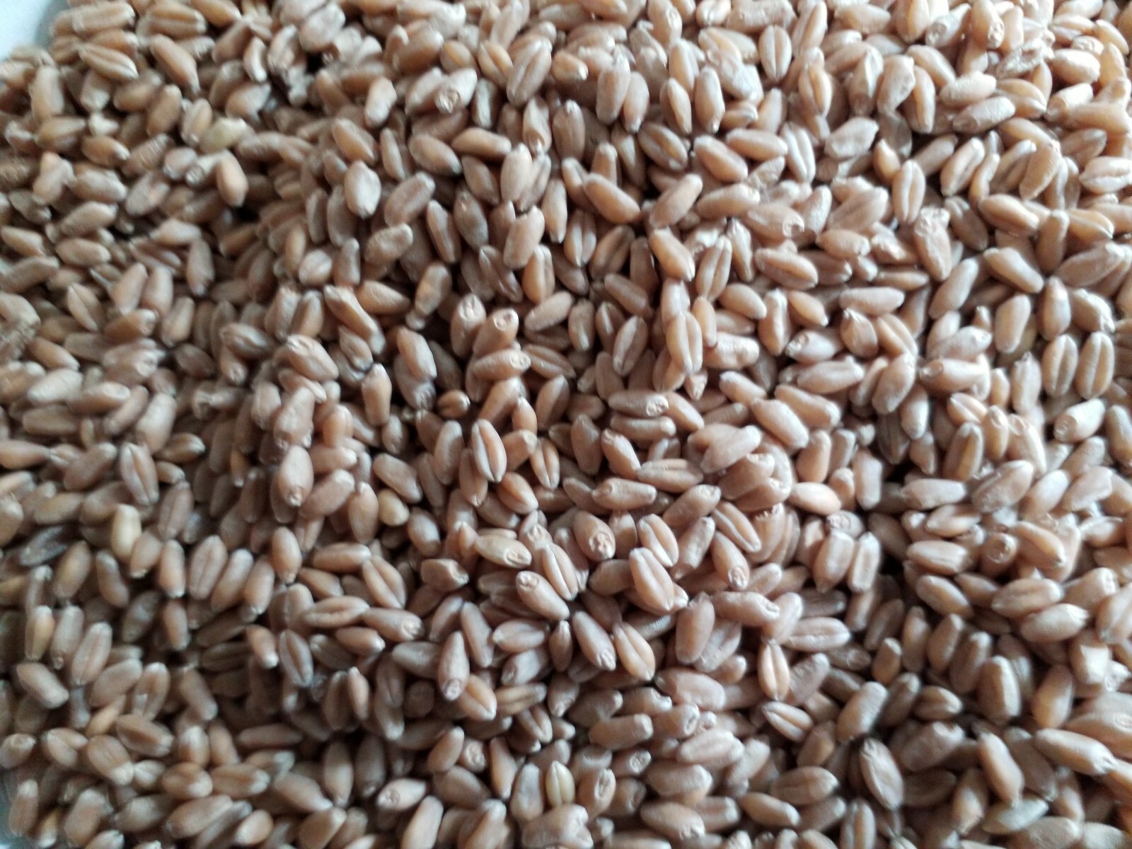 1 Lb (16 ounces) Semillas de Trigo Orgánicas/Organic Wheatgrass Seeds