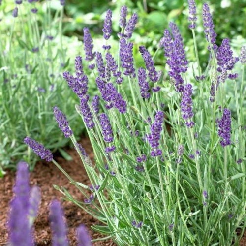 Common English Vera Lavender Herb Flower 200 – 1 Oz Seeds Fragrant Pollinator