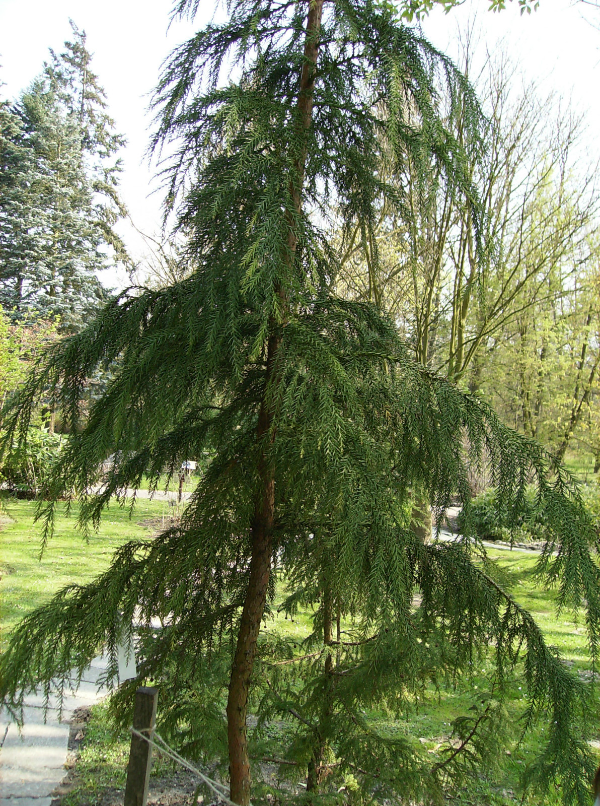 Japanese Red Cedar, Cryptomeria japonica, Tree Seeds