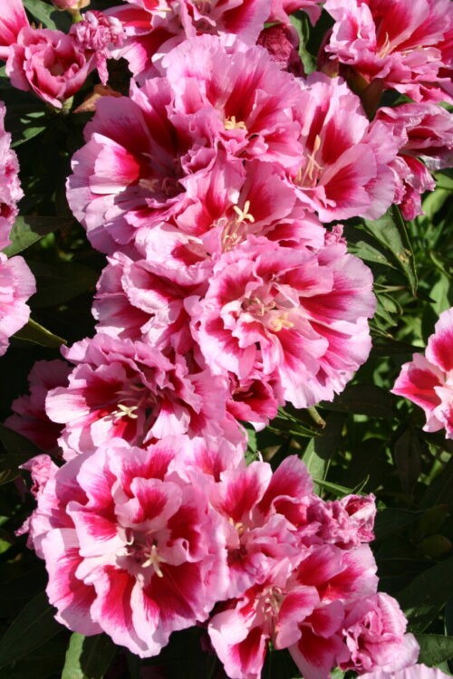 Godetia Pink to Red, Clarkia. 1000 Seeds Free Shipping!