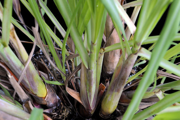 10 LIVE Lemongrass starter Plugs Stalk EZGROW Insect & reptile repellent FREE SH