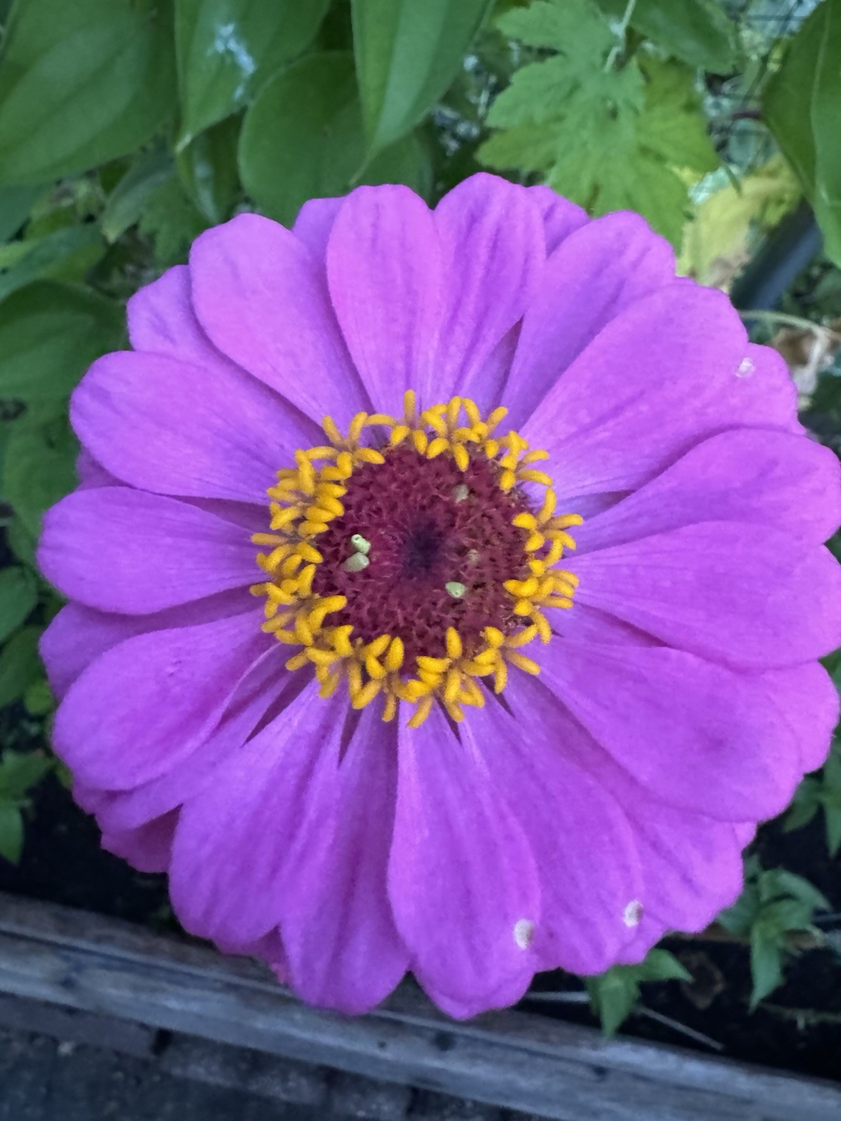Zinnia Flower Seeds Multiple Colors Sizes Variety Fushia Lime Green Pink White