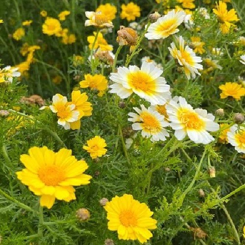 Crown Garland Daisy Seeds AKA Chrysanthemum coronarium antimonio mirabeles Moya