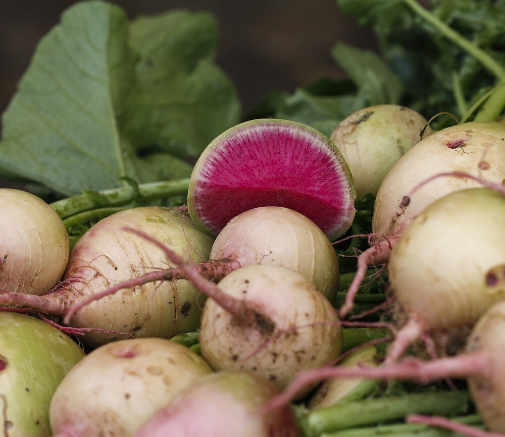 Watermelon Radish Seeds | Non-GMO | Heirloom | Fresh Vegetable Seeds