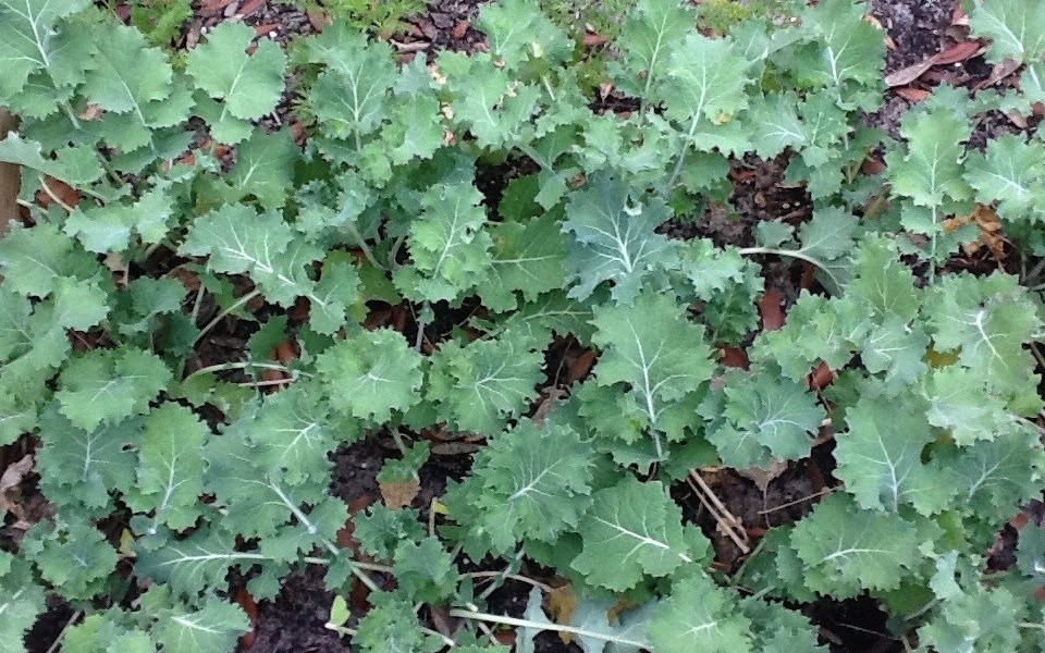 Siberian Dwarf Kale Seeds, NON-GMO, Cruciferous Vegetable, Winter Hardy