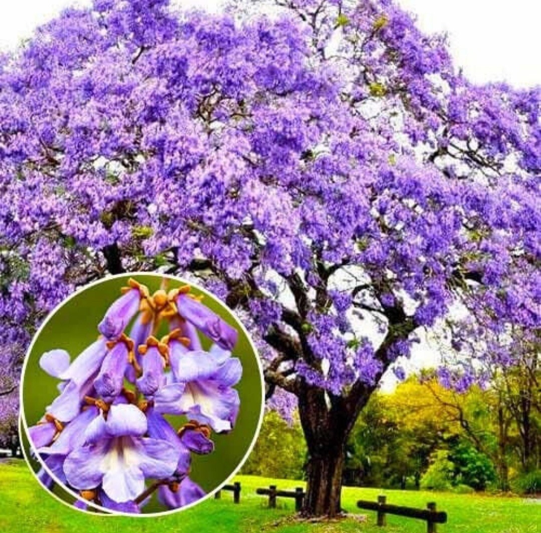 450 Royal Paulownia Empress Tree Seeds Paulownia Elongata Fastgrowing Forest Tre