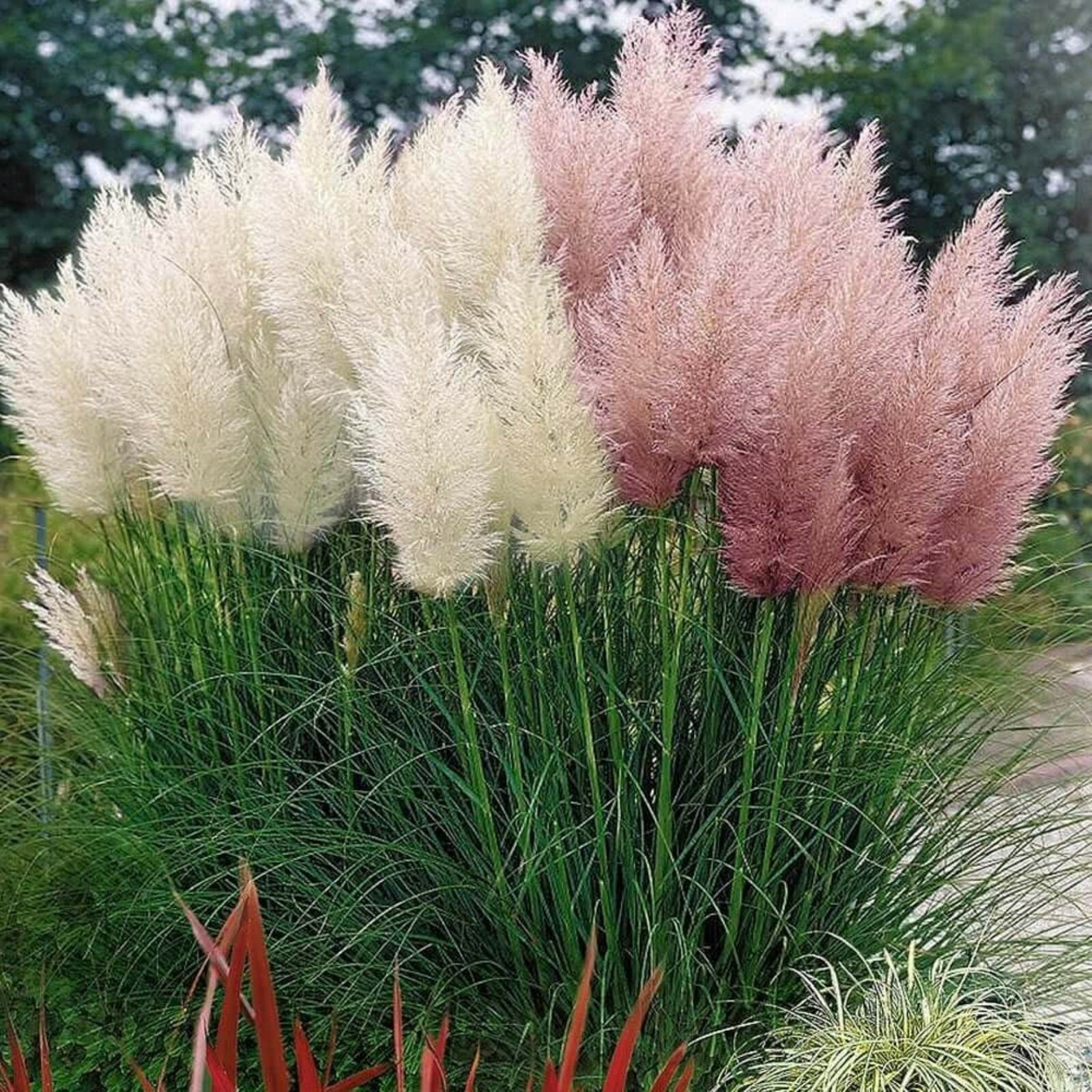 Rare Pink Pampas Grass Ornamental Grass seeds, Hardy Perennial Flower Seeds wed