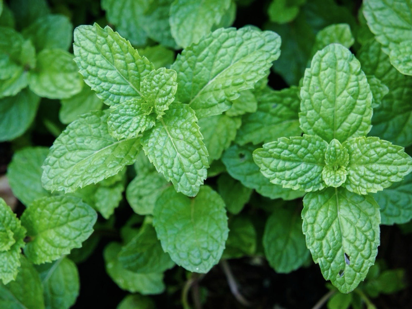 500+ Peppermint Seeds , NON-GMO, Aromatic Perennial, FREE SHIPPING